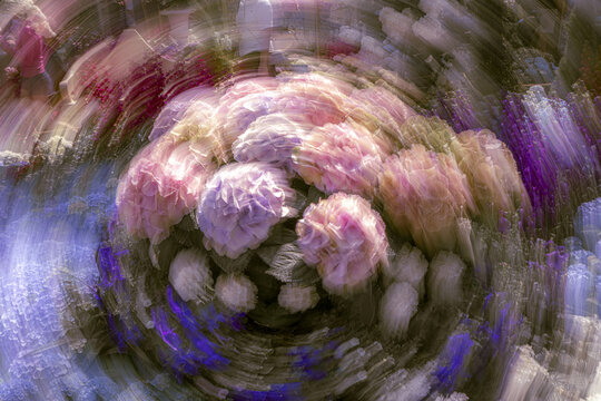 View of a cluster of vibrant pink and purple hydrangea flowers captured with a radial motion blur effect in Singapore, Singapore.