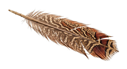 Intricately patterned brown bird feather isolated against a deep black background © Ophelia
