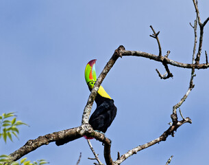 Vibrant keel-billed toucan sitting on a bare tree branch under a clear blue sky showcasing its colorful green and red beak and bright yellow chest looking up in its natural habitat. © nic