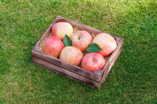 Fresh red apples in wooden crate on green grass