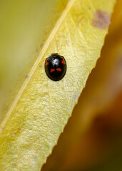 Black ladybug with red spots on a yellow autumn leaf on a burgundy background © Sergey