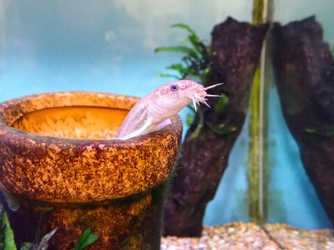 Cute Japanese Freshwater Loach Peeking Out from Pottery Pipe in Aquarium. Freshwater Weather Loach Showing Head with Barbels in Fish Tank Hideout