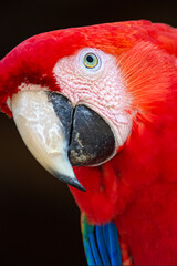 Red and Green Macaw eye © Cristina