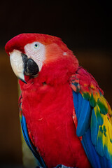 Red and Green Macaw  © Cristina