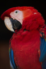 Beautiful Red and Green Macaw  © Cristina