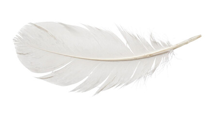 Delicate white feather with fine barbs and slender quill isolated against a dark background © Ophelia