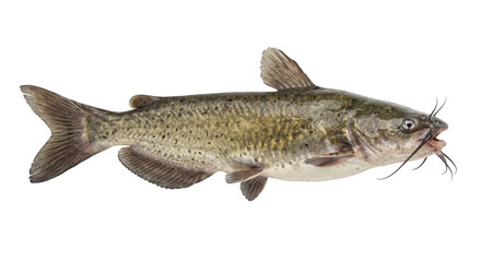 Spotted channel catfish with long barbels shown in profile against a black background © Ophelia