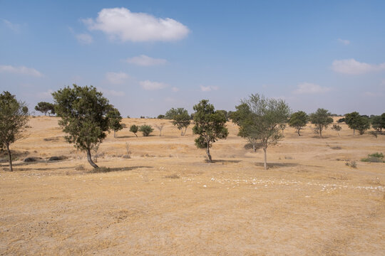 agriculture and afforestation efforts. soil berms and earthen berms designed to catch rainwater run-off and prevent soil erosion in the arid Negev desert, Israel.