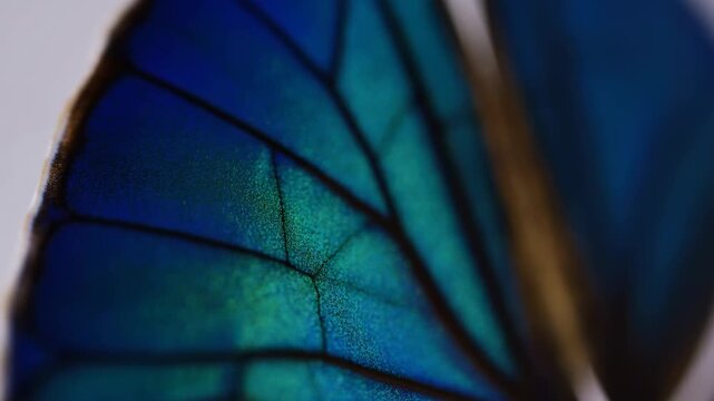 Blue butterfly wing moves gently in extreme macro close-up against a dark natural background. Nature documentaries, entomology education, and biology presentations.