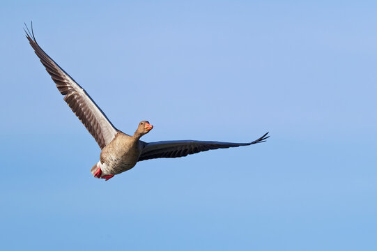 Flugstudie der Graugans (Anser anser) vor blauem Himmel im Querformat