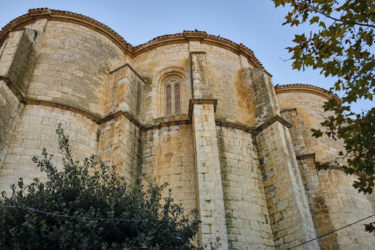 View of the historic stone apse and buttresses of the Iglesia de Santiago, set against a clear blue sky with tree branches in the foreground in Cigales, Castilla y Leon, Spain.