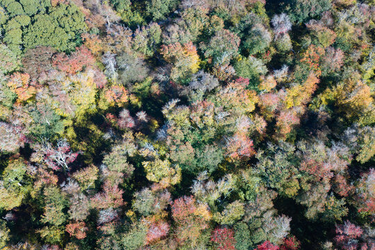 Colorful autumn foliage is found in a coastal forest on Cape Cod, Massachusetts. This scenic destination is on the outer part of Cape Cod, not far from the Atlantic Ocean.