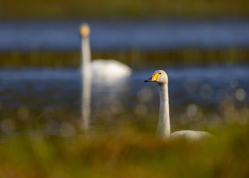 View of two whooper swans swimming in a calm lake at Vaksvikfjellet with soft focus foreground grass and a blurred second swan in the background, Orskog, More og Romsdal, Norway.
