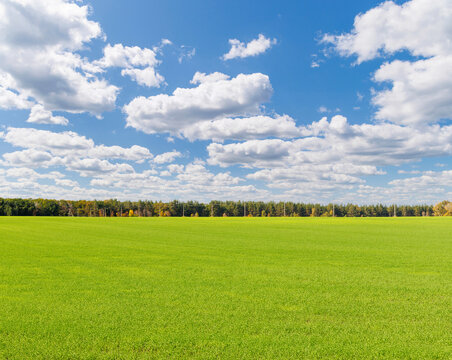 Bright spring crop field with generous copy space - with a low horizon