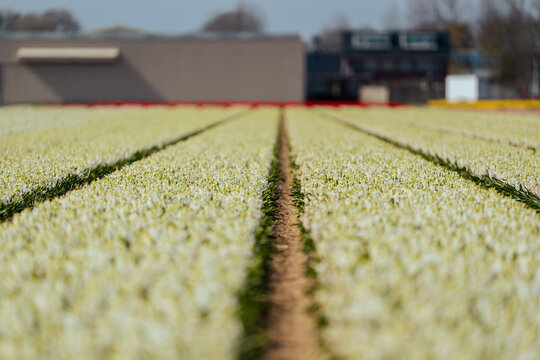 View of rows of white tulips in a field in Noordwijk, South Holland, Netherlands.