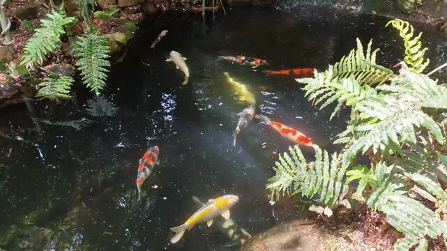 Vibrant orange, white, and black Japanese koi carp fish swimming peacefully in shaded garden pond. Zen meditation, feng shui, and aquatic serenity.