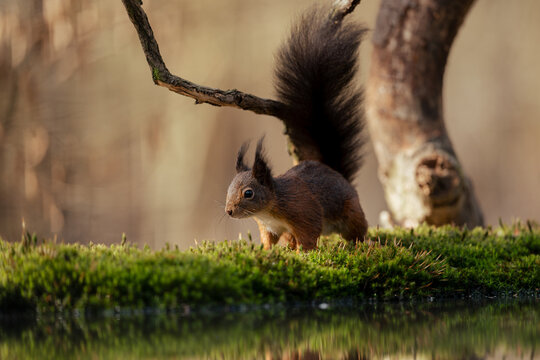 View of a red squirrel standing on a mossy log near a pond in the forest in Clinge, Zeeland, Netherlands.