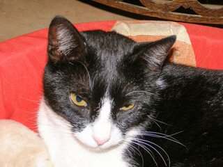Close-up portrait of a domestic black and white cat with shiny fur resting inside a red basket, showcasing striking yellow-green eyes, a cute nose, and long white whiskers © MZandt