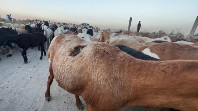 Large Herd of Sheep and Goats Moving Along a Rural Dirt Road in Pakistan,  livestock herding, animal husbandry, farming, and everyday life in South Asia. Ideal for agriculture, rural lifestyle
