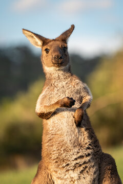 View of a curious kangaroo standing upright and scratching its fur in a grassy field during the golden hour in Adelaide, South Australia, Australia.