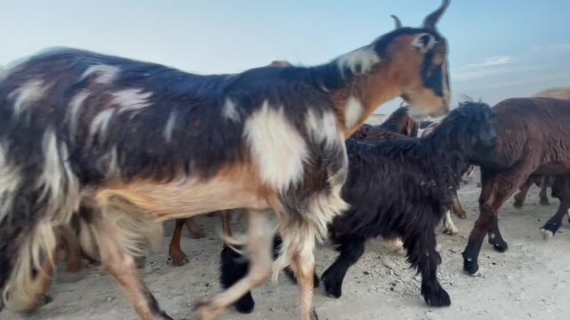 Close up of a herd of black and brown goats walking on a rural path, Livestock in motion captured from road level. Ideal for rural, nature, agriculture, and wildlife themes.	