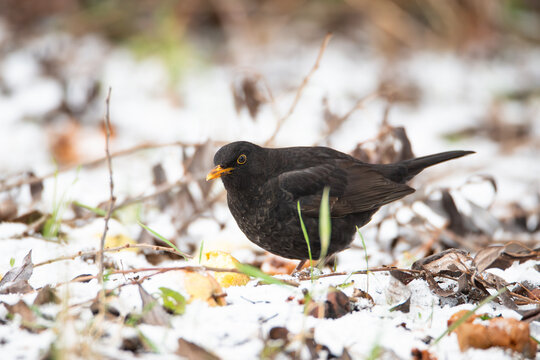 Eurasian common blackbird eats rotten apple, Turdus merula in winter, true thrush searching for food in the snow, black male bird with yellow bill