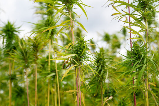 Hemp plant field, cannabis cultivation, dense green flower clusters, cannabaceae, agriculture, alternative medicine
