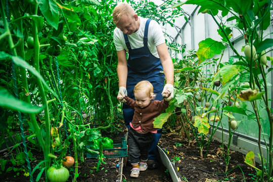 Father guiding little child among tomato plants in greenhouse. Learning through helping with farm work