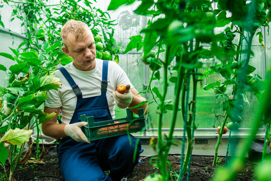 Farmer examining tomato crop in greenhouse environment. Manual quality control of plants and fruits