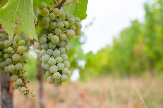 Green grapevine in hot dry weather, ripe riesling wine grapes growing on vine, vineyard in Trier, Mosel Valley Germany, agriculture at Moselle river
