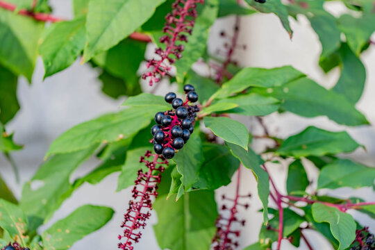 Ripe black pokeweed berries on bright magenta stems among green leaves, Phytolacca americana close up