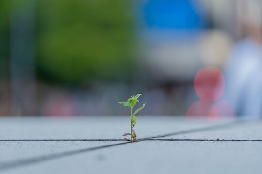 Small green sprout growing through a crack in city pavement with colorful red bokeh, resilience and new life concept