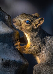 A squirrel leaning against a bird bath! © Lawrence Jefferson
