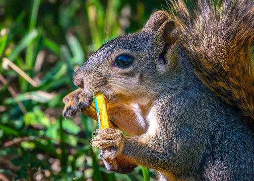 That's a really good banana.
