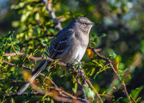 A Northern Mockingbird perches unbothered among the thorns of a rose bush along the nature trail