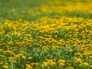 Field of yellow dandelions. Taraxacum officinale, the common dandelion © Dmitrii Potashkin