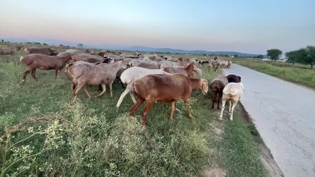 Wide angle view of a large herd of sheep and goats grazing in a green rural field, Flock of livestock feeding in an open pasture with rural background