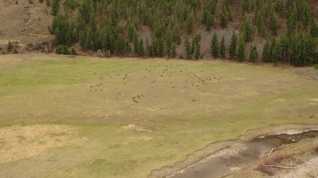 Aerial view of elk herd grazing in open meadow near forest and river