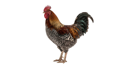 Colorful barred rooster standing alone against a black background in a studio-style cutout © Ophelia