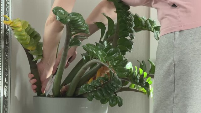 A woman cuts a yellowing stalk from a potted ZZ plant beside a window during indoor plant care.