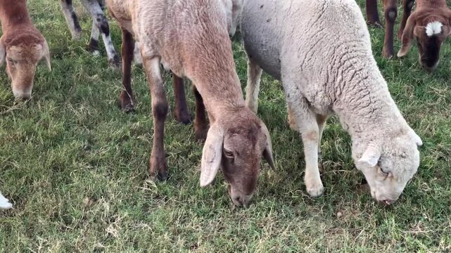 Close-up tracking shot of domestic sheep and goats grazing peacefully on lush green grass in a rural pasture. Natural lighting and clear details of livestock feeding, ideal for agricultural, farming, 