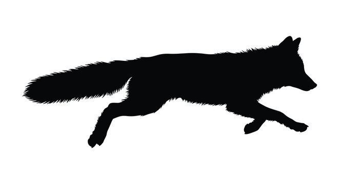 Running fox silhouette against a white background depicts a wild animal