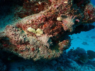Pale Marine Invertebrate Colonies Growing Beneath an Underwater Reef Ledge © Andrea