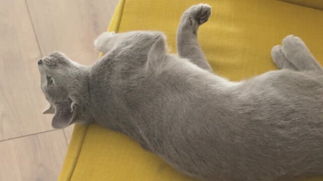 A Russian Blue kitten turns belly up on a yellow sofa during heat, stretching her paws in the sunlight.