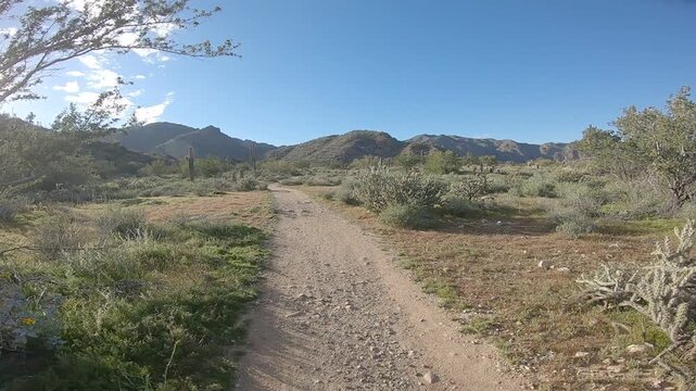 Sunny desert trail winding through cactus and scrub vegetation