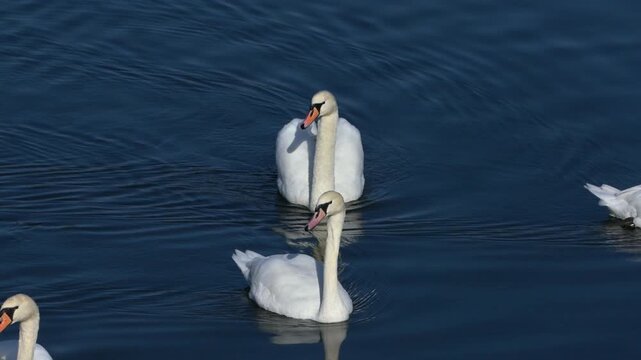 Mute Swan (Cygnus olor) family swimming together on a lake. October, Kent, UK [Half speed]