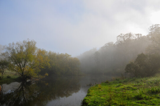 Willow-like trees arching over still water enveloped in soft morning mist