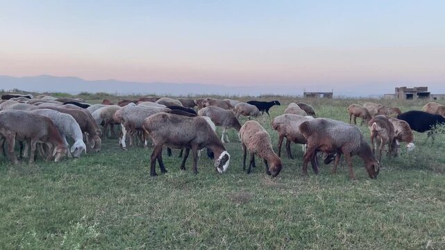 Wide panoramic view of a large herd of sheep and goats peacefully grazing on green grass in an open meadow during the golden hour sunset. Beautiful natural lighting and serene countryside landscape, p