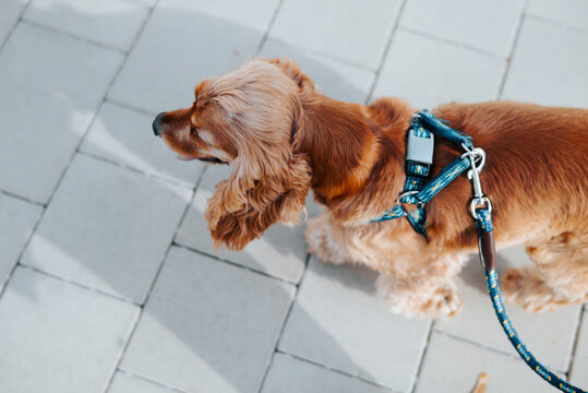 A brown, long-haired dog stands on gray paving stones, viewed from above. A blue harness and attached leash are visible as the dog faces left