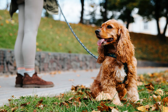 A brown cocker spaniel sits on grass beside a paved park path, attached to a leash held by an adult. Fallen leaves cover the ground, and the adult wears light trousers and brown shoes